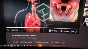 работа голосовых связок (наглядно)