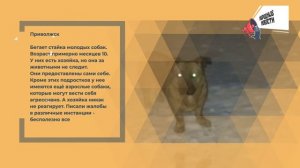 НАРОДНЫЕ НОВОСТИ: Лучший карман. Грустная история. Страшные последствия