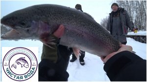 НЕЖНЫЕ И ЗЛЫЕ ПОКЛЁВКИ КРУПНОЙ ФОРЕЛИ