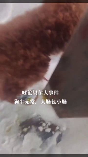 Пудель примёрз писюном к забору — в Китае бедолага хотел пометить территорию смотреть онлайн