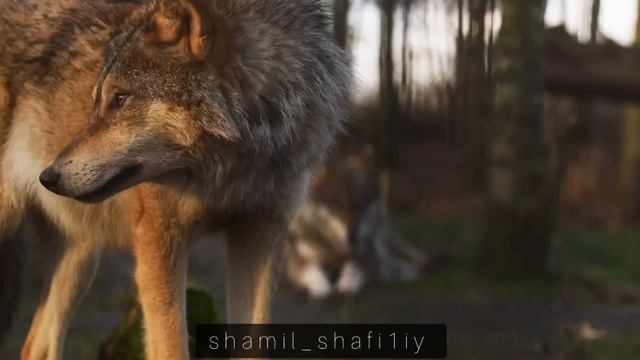⚡️Великие советы от великих людей🌙 Шейх Шамиль аш-Шафи'ий. смотреть онлайн