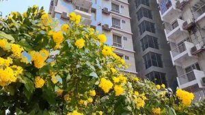 Бангладеш. Строительство АЭС «Руппур». Место проживания строителей АЭС в городке Грин Сити