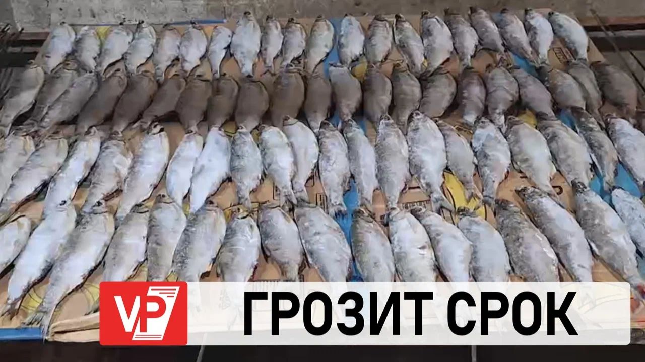 «КРАСНУЮ» РЫБУ НА 5 МЛН. РУБЛЕЙ НЕЗАКОННО ДОБЫЛИ В ВОЛГОГРАДСКОЙ ОБЛАСТИ смотреть онлайн