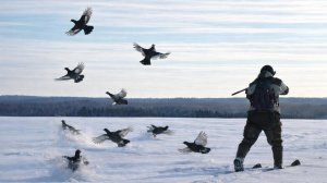 ДА СКОЛЬКО ИХ ТУТ! ОХОТА НА ТЕТЕРЕВА НА ЛУНКАХ. ДЕДОВСКИЙ ПАТРОН НЕ ПОДВЁЛ!