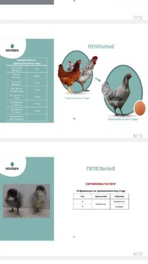 НОВОГЕН несушка кросс или новый конкурент Ческому Доминанту
#куры #курыдоминант #несушка #яйцо