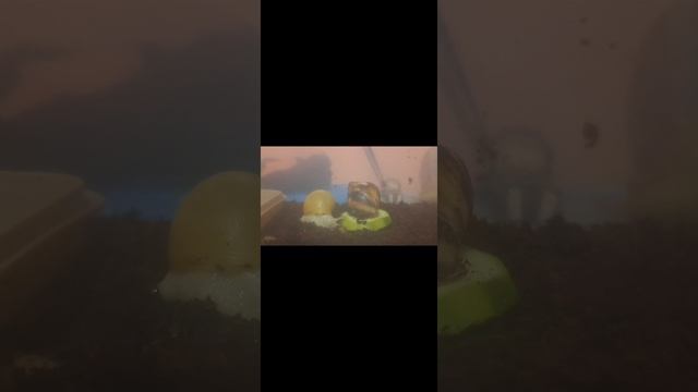 Как Улиточки🐌🐌🐌 вылезают из своего домика Часть 1 часть 2 и часть 3 смотреть онлайн