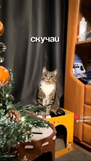базовый минимум кошек #базовый минимум #котик #весело #круто