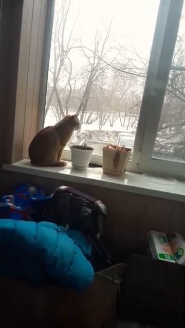 гуляет на балконе [get.gt]