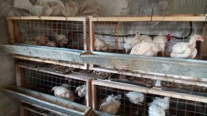 Основные виды содержания бройлеров. Содержание на сетке.