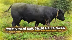 Куда ведет тайная тропа. Племенной бык ушел на котлеты: сколько дал мясом