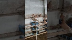 26.01.2026г Такла на продажу!!!+79298223260 Константин