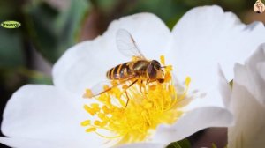 Новый мир 3 часть