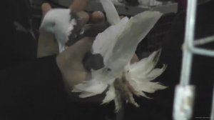 Ярмарка голубей . Бронницы 9.11.2024. 5 серия