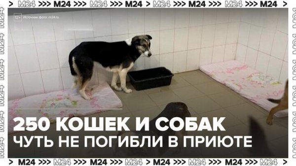 В подмосковном приюте едва не погибли 250 кошек и собак - Москва 24