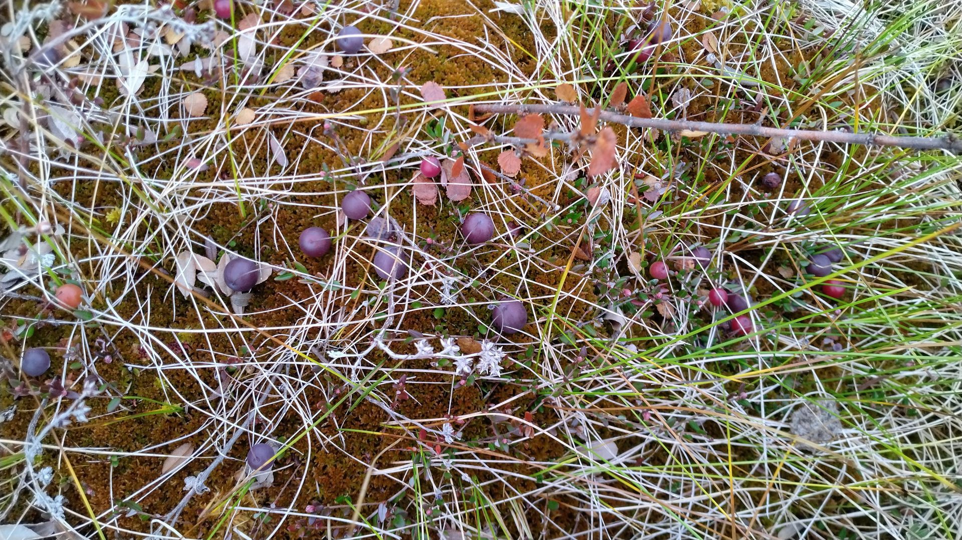 Знакомство с Карелией. Марс атакует. Часть 18 смотреть онлайн