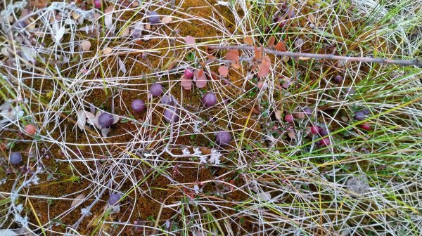 Знакомство с Карелией. Марс атакует. Часть 18