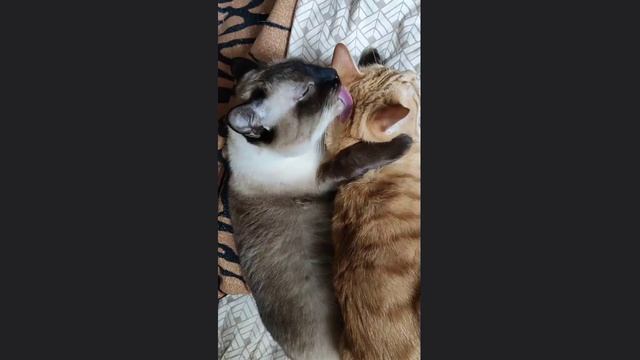 Дружба и взаимопонимание котов смотреть онлайн