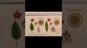 Биология 7 класс Параграф 11 Классификация покрытосеменных.