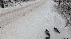 Прогулка по поселку Новозавидово не далеко от курорта Завидово (часть 4)