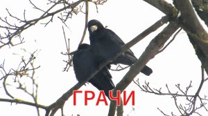 ГРАЧИ: Что это было?