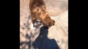 СМЕШНЫЕ ВИДЕО ПРО КОТИКА