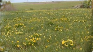 Стрелецкая степь - заповедник земли Курской