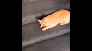 КОТИКИ ВИДЕО СМЕШНЫЕ ДЛЯ ДЕТЕЙ