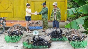 Продажа большого количества коз после 1 года выращивания. Нхат. Вьетнам