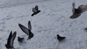 Голуби летают, полёт голубей. Зимний день, зима.