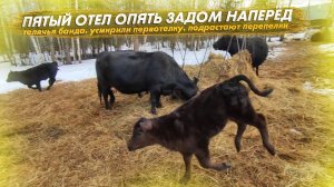 5 отел опять задом наперёд!Телячья банда. Усмирили первотелку. Подрастают перепелки