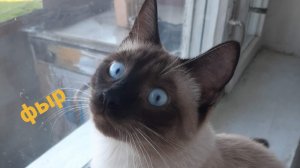 Один день из жизни моего кота