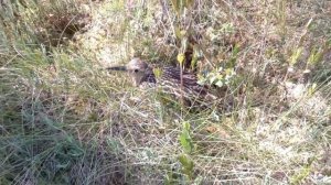 Поход за морошкой. (наступил на хвост)