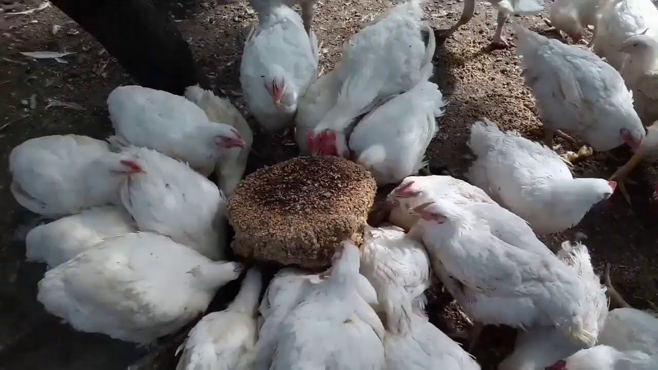 Рецепт каши для бройлеров, едят и растут.