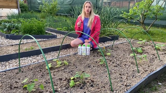 Посадка и уход за кабачками, советы агронома