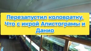 Перезапустил коловратку. Что с икрой Апистограмы и Данио