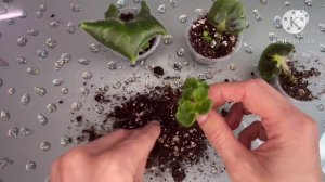 Материнский лист фиалки сгнил или сломался