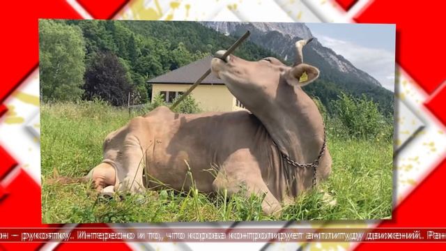 26.01.2026 Мировые новости смотреть онлайн