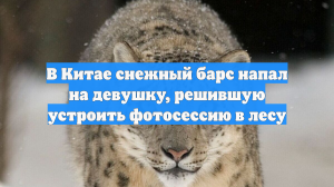 В Китае снежный барс напал на девушку, решившую устроить фотосессию в лесу