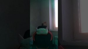 стрим с Саней