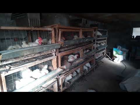 Содержание бройлеров зимой. Что нужно сделать. Личный опыт.