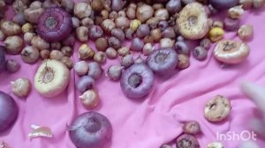 ЛУКОВИЦЫ ГЛАДИОЛУСОВ.НАЧАЛИ ПОРТИТЬСЯ. ОБРАБОТАЛА ФУНГИЦИДОМ.