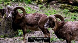 Жестко но почти без мата