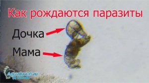 Гиродактилус роды. Живородящий моногенетический сосальщик.