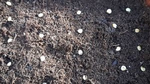 Когда и как посеять перец на рассаду в феврале 2026 года с учетом Лунного календаря