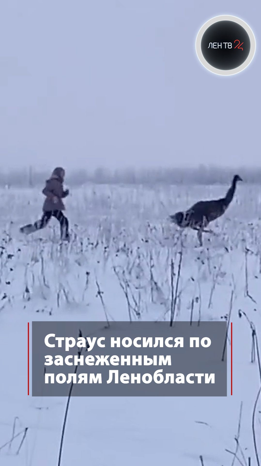 Страус в бегах смотреть онлайн