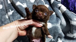 Сейчас можно купить #щенка ДЕШЕВЛЕ!!! 26/01/26 #купить_чихуахуа_продаю_щенков +79215950848