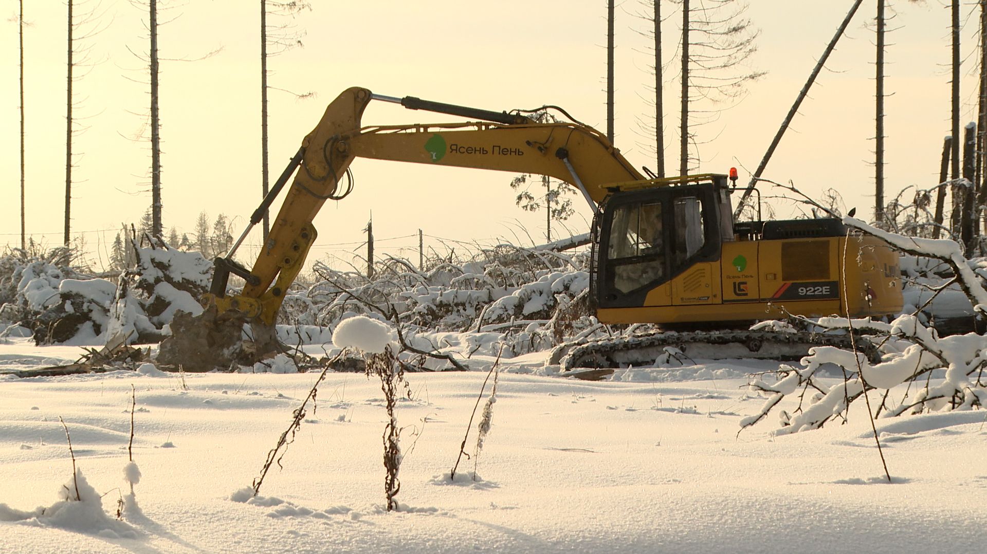 Очистка Пуловского леса смотреть онлайн
