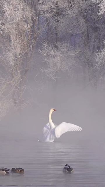 Перерождение Земли. Инна Филячева  & Ирина Корниенко #вселеннаяя  #переход5d  #амайа  #перерождение