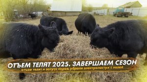 Отъем телят осенью 2025. Завершаем пастбищный сезон
