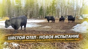 6 отел: первотелка с проблемами. Новый отел - новое испытание. Первые яйца